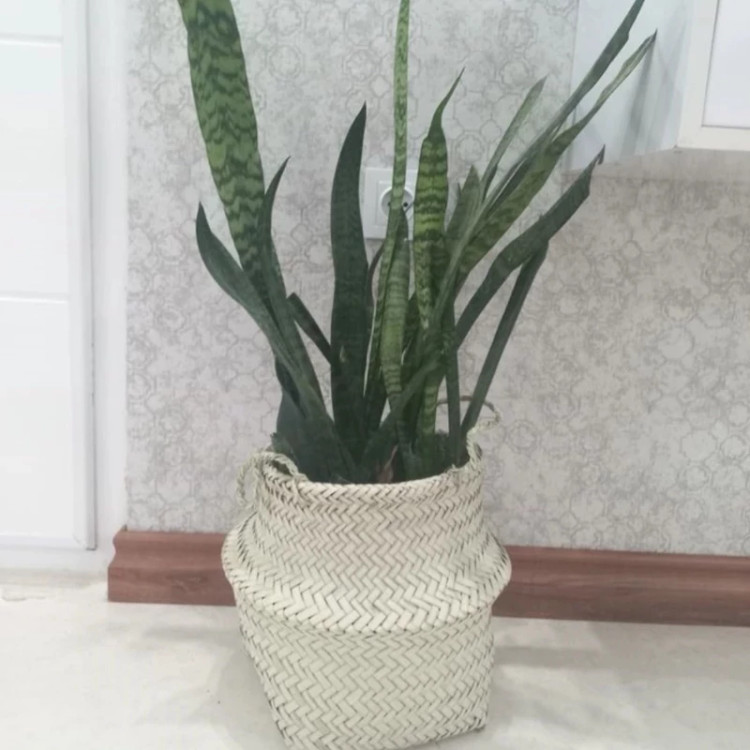 سبددستبافت حصیری خمره ای (گلدان)